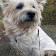 Pup in Very Rough Shape Pops Up at the Right Time for Grieving Family