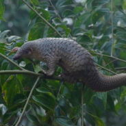 Race Against Time to Save the World’s Most Trafficked Mammal