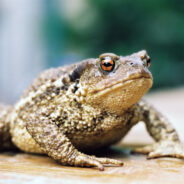 Rare Desert Toad Fights for Survival Against Encroaching Lithium Mining Development