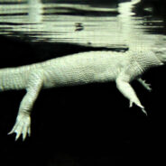 Rare White Alligator Fights For Survival After Swallowing 70 Coins Tossed By Zoo Visitors