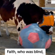 Rescued Cow Finds Comfort In Late Blind Cow’s Bouncy Ball At Sanctuary