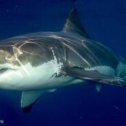 Researchers May Have Captured Footage of the First Newborn Great White Ever Seen in the Wild