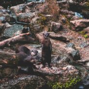 Sea Otters Scramble From Brink of Extinction to Coastal Heroes