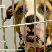 Senior Boxer Giving Up Hope After 204 Days In Alabama Shelter Finally Finds His Person