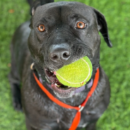 Shelter Dog Who Waited Over 2 Years To Be Adopted Finds Home, But Is Returned 24 Hours Later