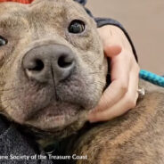 Shelter Life Is Too Stressful For ‘Love’ Who Needs A Forever Home ASAP