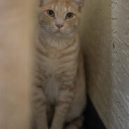 Shy, Cautious Older Kitten Needs Home Before He’s Forgotten Amid Kitten Season