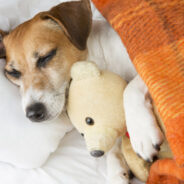 Sleep Disorders in Dogs