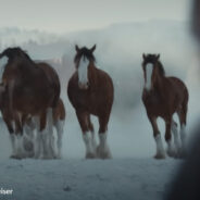 The Best 2024 Super Bowl Commercials Featuring Animals