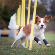 The Extraordinary Fabric that Supports Canine Joint Health!