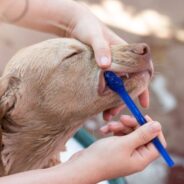 The Ultimate Guide to Dental Care for Senior Dogs