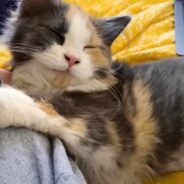 This Cat Drags Her Ginormous Blanket Everywhere She Goes