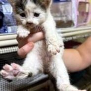 Tiny Kitten With Scar Tissue and Painful Urinary Issues Needs Medical Care, And You Can Help