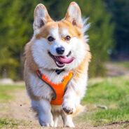 Top 10 Cities For A Happy & Healthy Dog In 2024