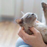 Top 7 Ways Cats Show Affection