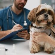 Understanding Pancreatitis in Dogs – What You Should Know