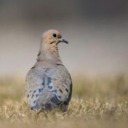 Vanishing Coo of Mourning Doves Echoes Loss of Tranquility in Nature’s Symphony