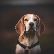 ‘We Knew That Lilly Sent Him’: Stray Dog Finds Family Who Had Just Lost Their Beloved Beagle