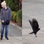 Wild Crow Enjoys Long Walks Through the Suburbs with Her Favorite (Human) Neighbor