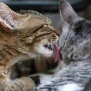 Woman Goes to Shelter Only to Volunteer, Ends Up Bringing Home Two Kittens That Night