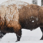 Yellowstone Bison Does What We All Have Done On Ice In Viral Video And Quickly Recovers