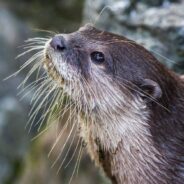 10 Facts About the Asian Small-Clawed Otter, and What You Can Do to Help This Vulnerable Species