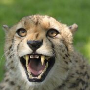 10 Facts About the Cheetah and the Threats it Faces