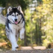 10 High Energy Dog Breeds That Would Love Going on Adventures With You