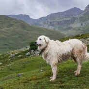 12 Livestock Guardian Dog Breeds (With Pictures)