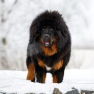 20 Most Expensive Dog Breeds in 2024 (with Pictures)