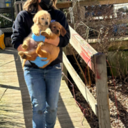 27 Golden Retriever Dogs & Puppies Rescued from Deplorable Conditions at Rhode Island Home