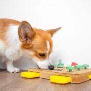 7 Mental Enrichment Activities to Help Your Dog Recover from Surgery