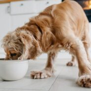 7 Reasons to Try Wet Food for Dogs and Cats