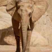 Asha the Elephant Trapped in Solitude at Virginia Zoo Faces a Bleak Future