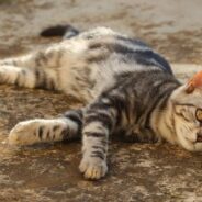 Blind, Starving Kitten Plops Down in Front of Family When They’re Doing Yard Work