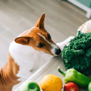 Breaking: Plant-Based Diets for Dogs Are Healthy!