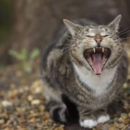 Couple Investigates After Hearing a Meowing Shrub