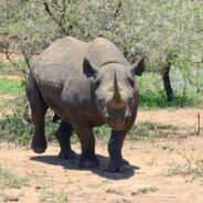 Critically Endangered Black Rhino Population Hits 1,000 in Kenya, But Work Remains to Save the Species