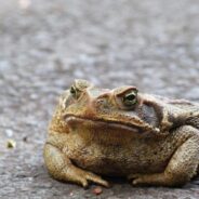 Deadly Invasion Unleashed in Florida — Pets at Risk from Toxic Toad Menace