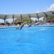 Death Shadows Dolphins and Sea Lions as Miami Seaquarium Senior Veterinarian Resigns