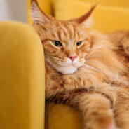 Debunking the Orange Cat Myth: Experts Reveal What Truly Shapes Feline Behavior