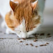 Do Dogs and Cats Get Tired of Eating the Same Thing Every Day?