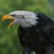 Eagle Massacre on Reservation Land Exposed — Man Faces Justice for Wildlife Crimes