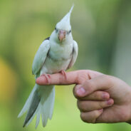 Early Bird Sings Earth Wind & Fire While Owner Seeks Snooze Button