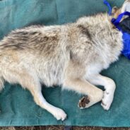 Endangered Mexican Wolf Population Continues to Grow, Thanks in Part to Fostered Pups