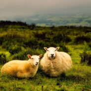 Endangered Sheep Smuggled and Cloned in Montana Trophy Hunting Scheme