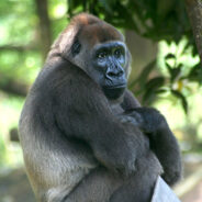 First Play Session Between Baby Gorilla And Dad Captured On Video At Zoo Atlanta