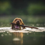 Flatworm That Originated in Western Rivers Threatens Dogs