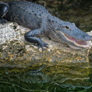 Giant Alligator Seized from New York Home Where It Lived For 34 Years