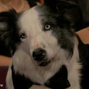 Good ‘Boi’ Messi, Dog Star of “Anatomy of a Fall”, Stole the Show at Oscars